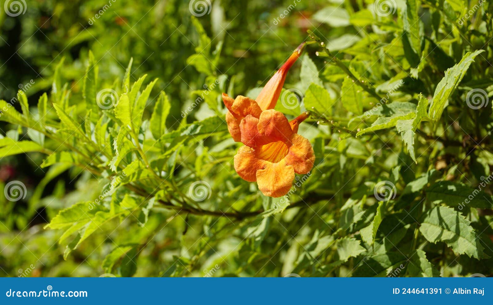 Campsis Radicans Also Known As Trumpet Creeper Stock Image Image of