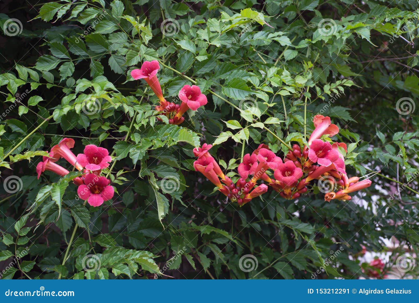 File:Campsis radicans (Trumpet creeper).JPG - Wikimedia Commons