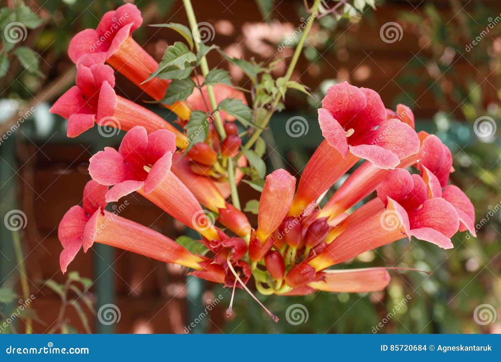 Chinese trumpet creeper stock image. Image of lingxiaohua - 75938903