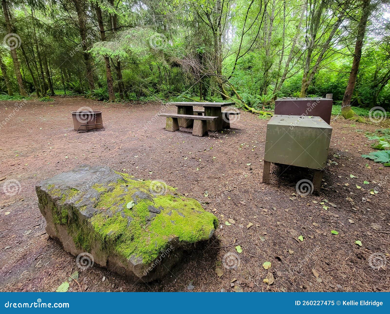 Campsite in the Forest with Picnic Table, Fire Pit, and Bear Box Stock
