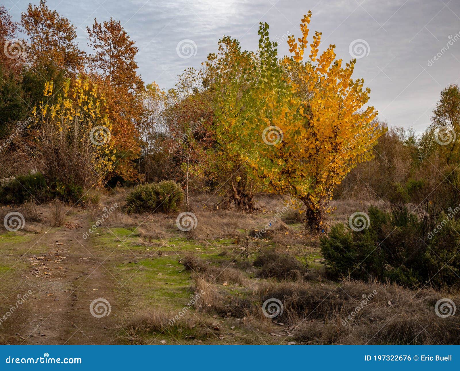 Campus Commons American River Parkway in Fall Stock Photo Image of