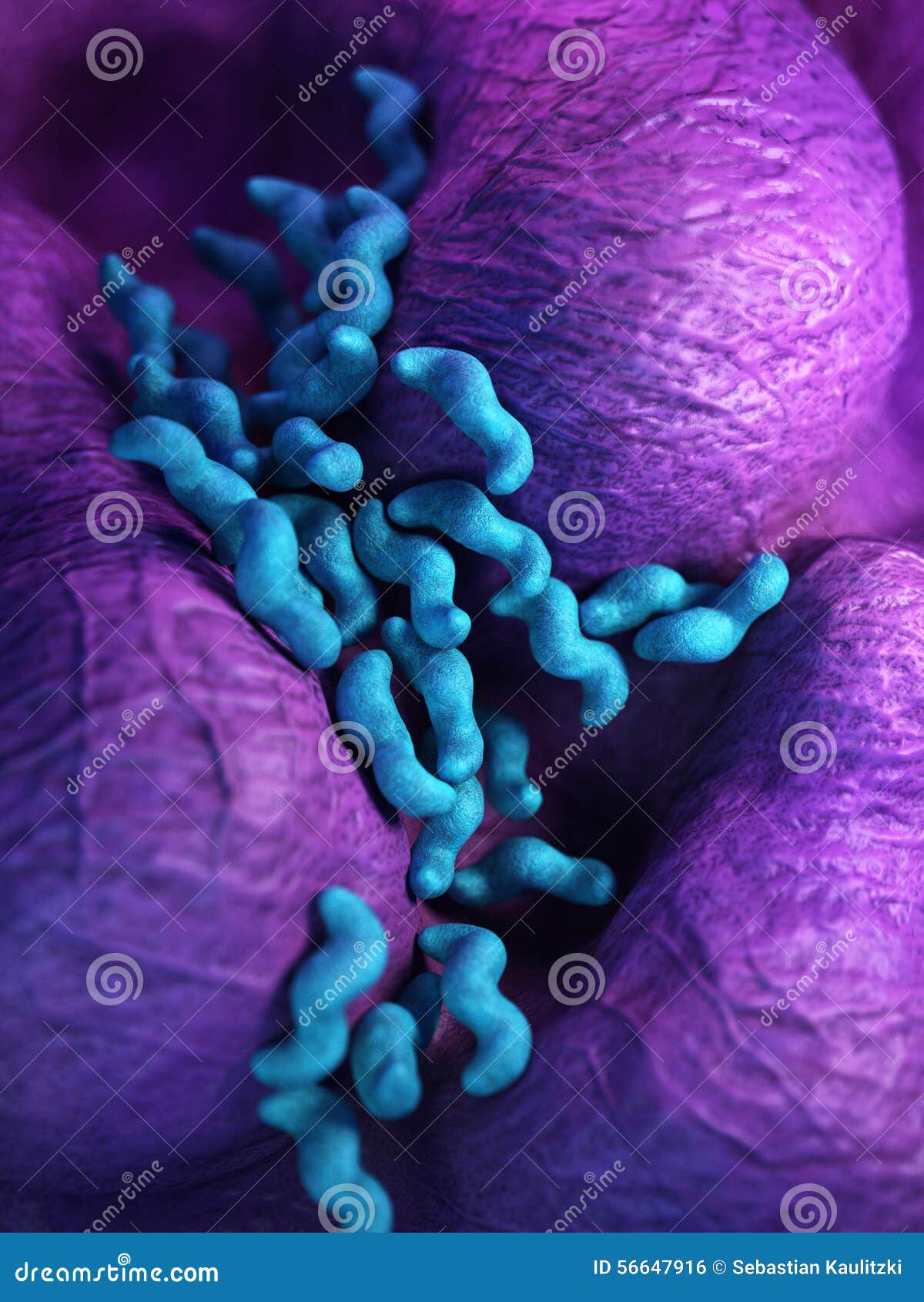 the campylobacter - close up