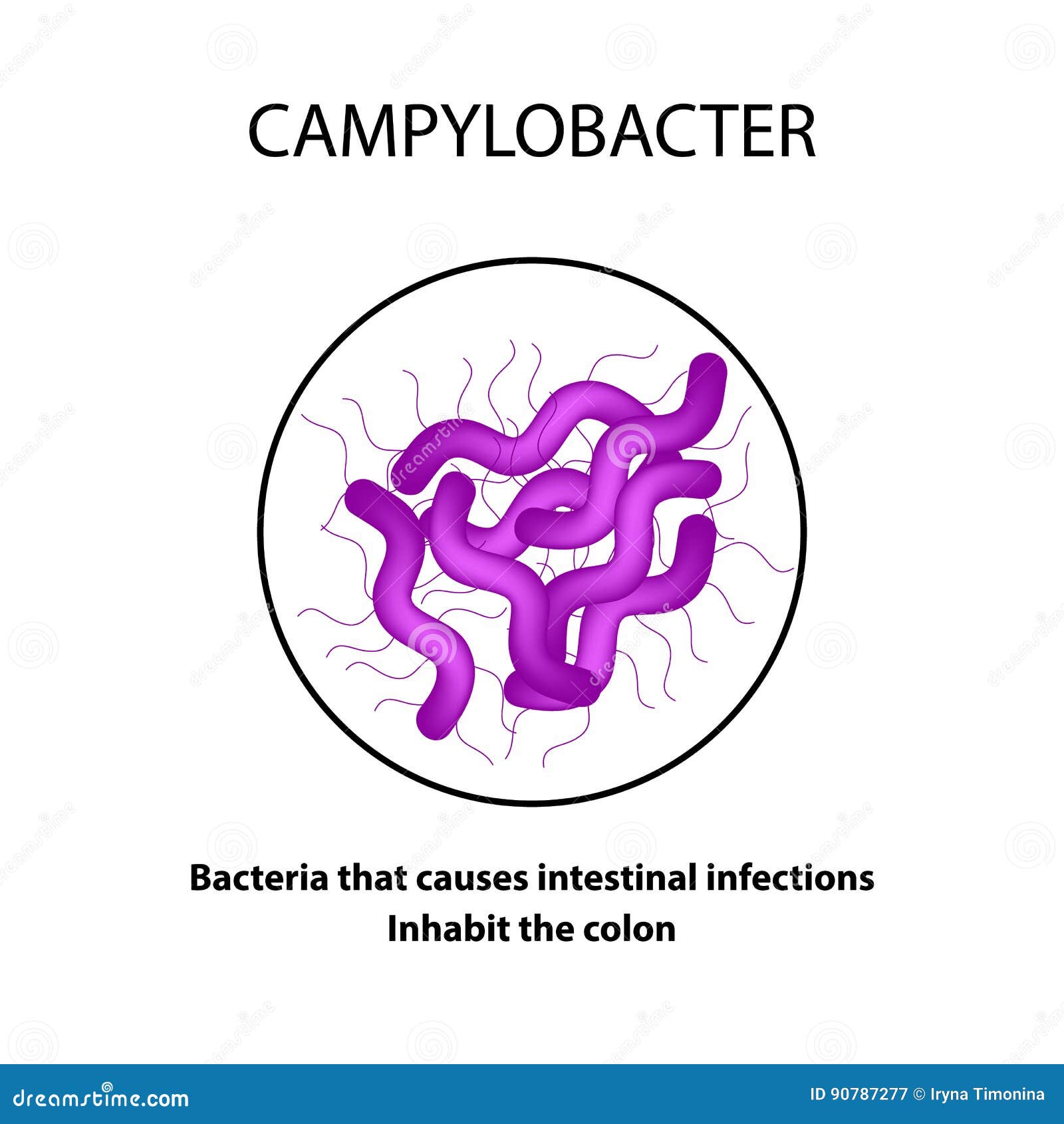Campylobacter. Pathogenic Flora. the Bacterium Causes Intestinal