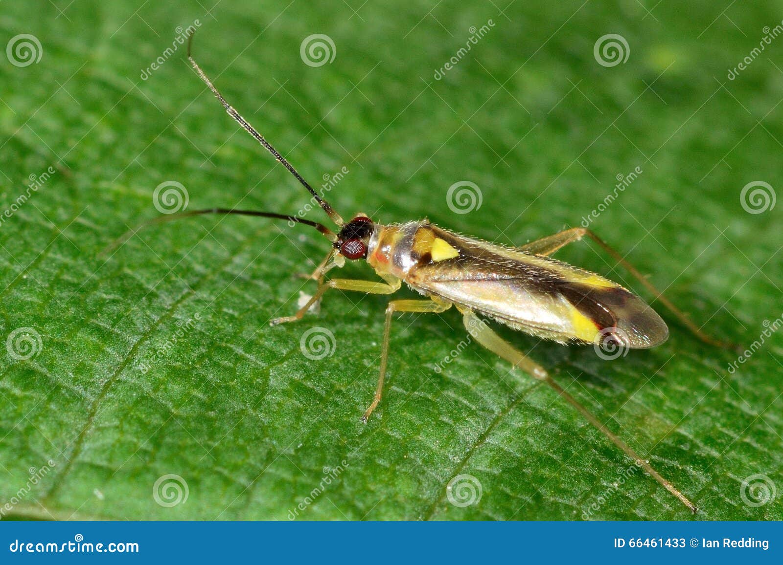 campyloneura virgula mirid bug