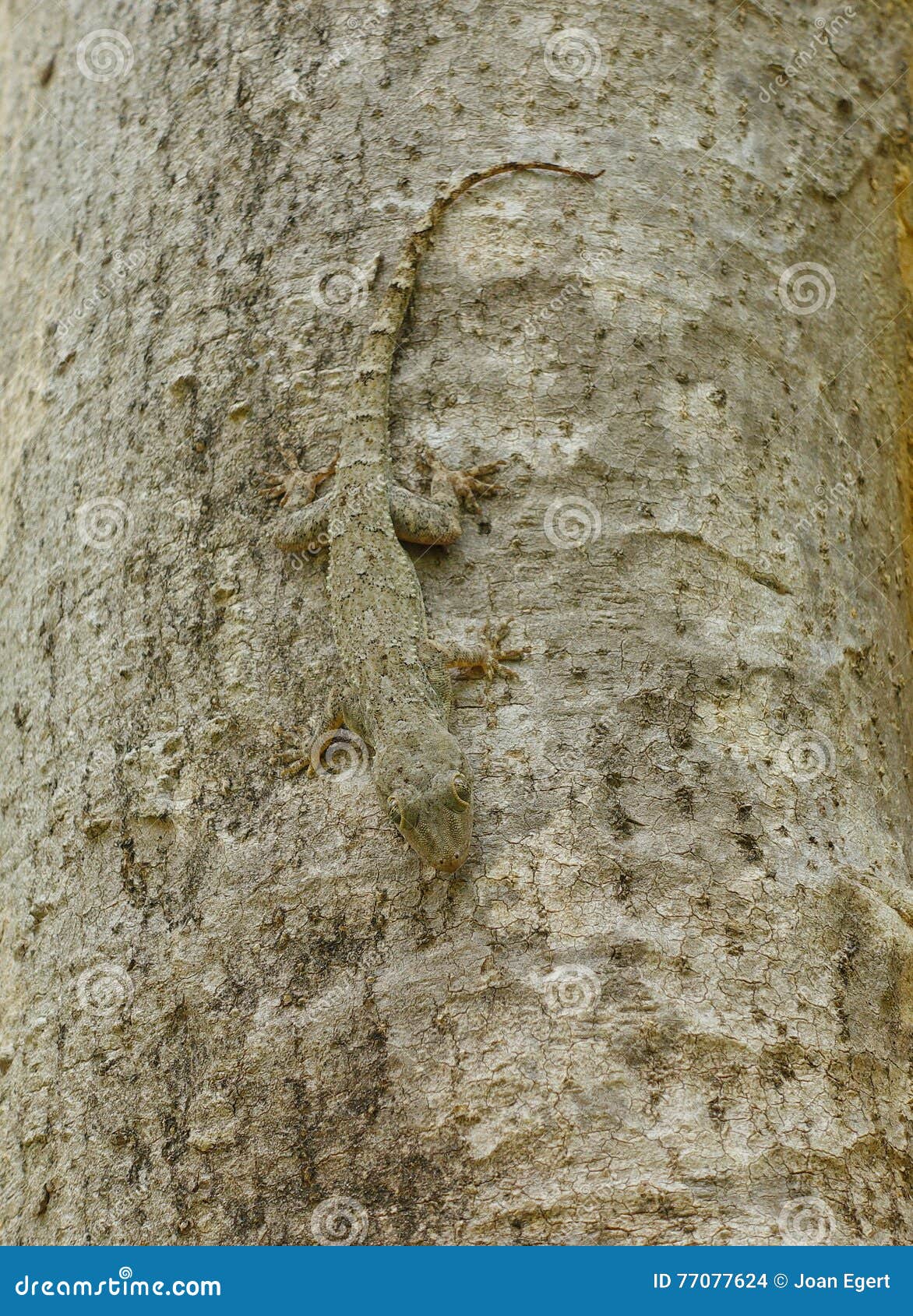 Camuflaje de una salamandra del árbol. Un camuflaje de la salamandra del árbol (Platycephalus de Hemidactylus) que adopta el mismo color que la corteza de árbol