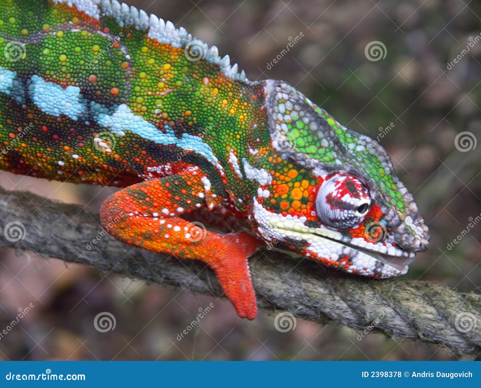 Caméléon 02. Le caméléon rampe sur un cordon