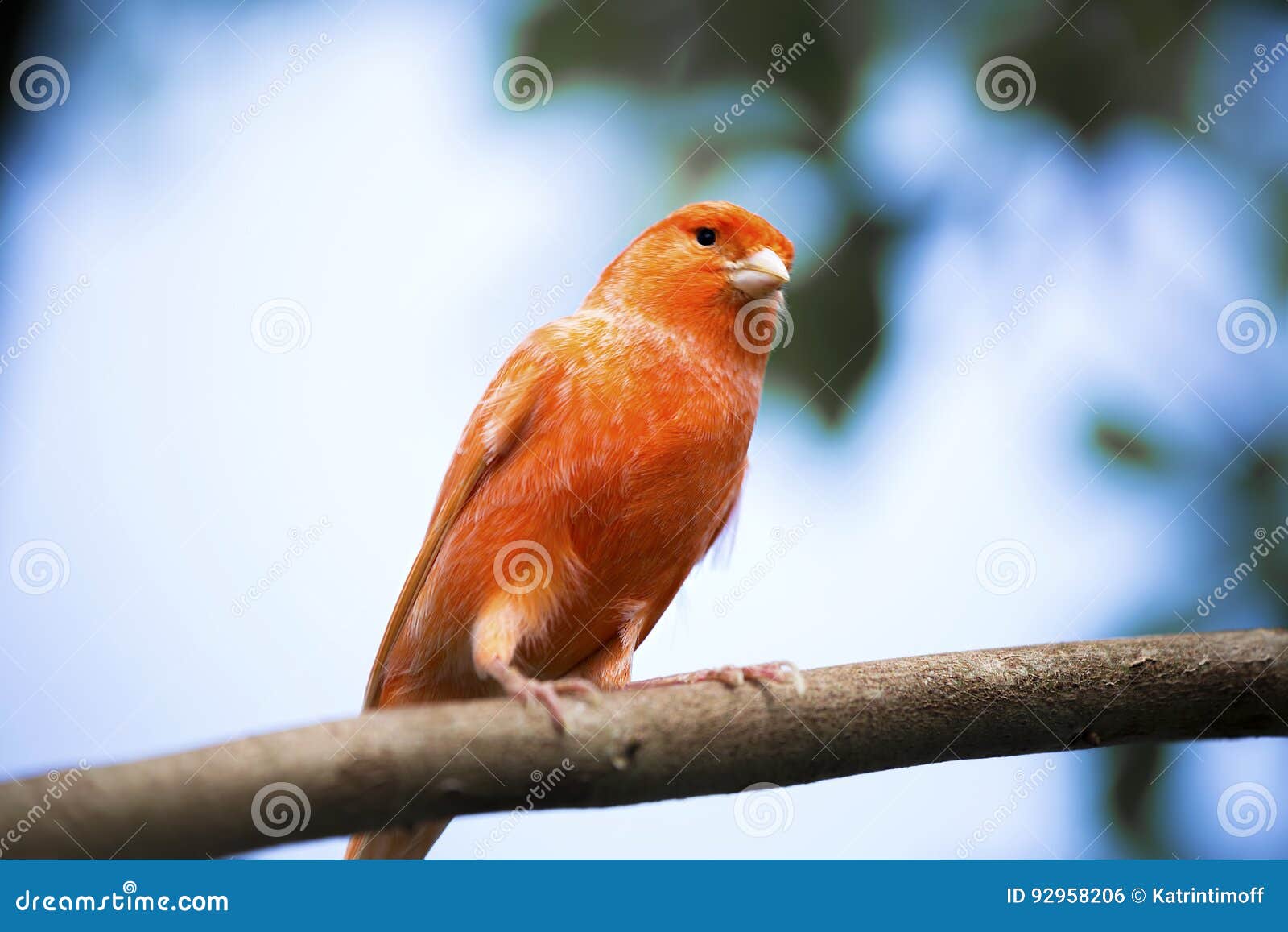 Canário Vermelho Emperrado No Sofá Imagem de Stock - Imagem de cores,  penas: 272286579