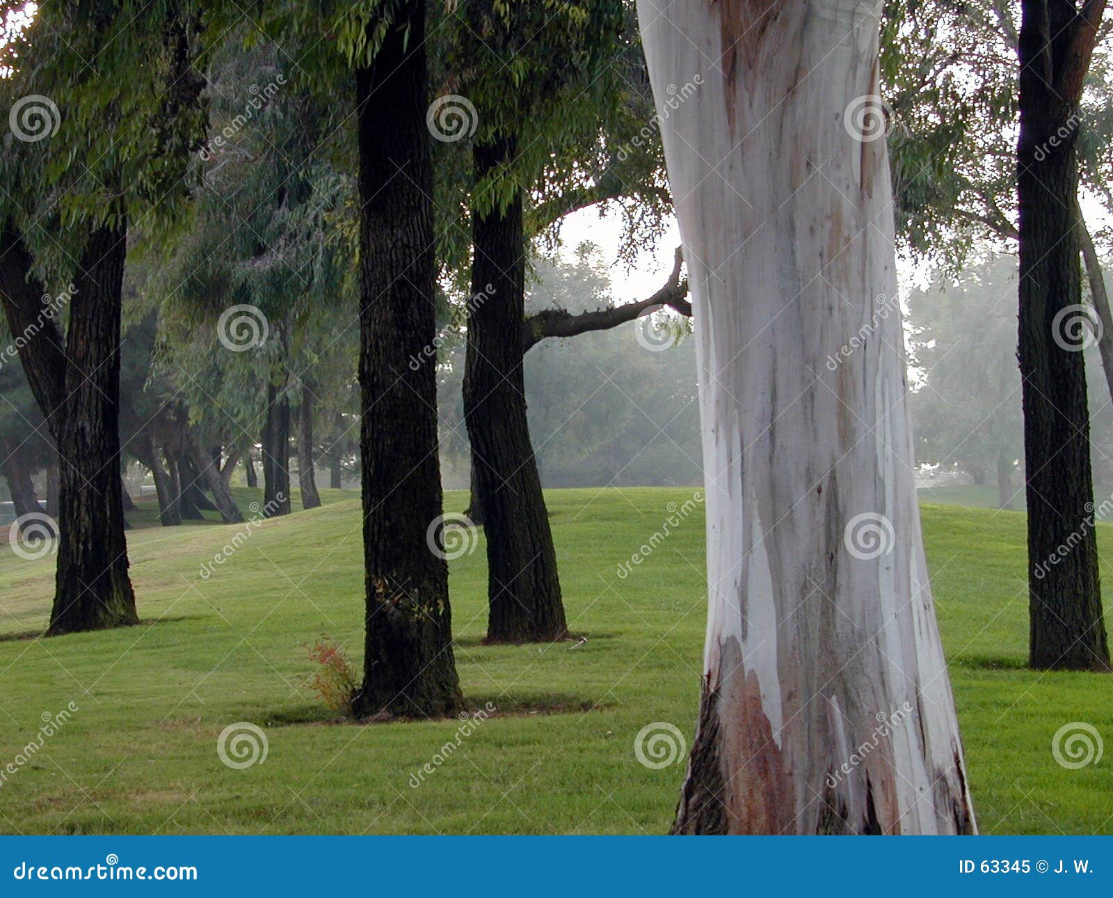 can't see the forest for the tree