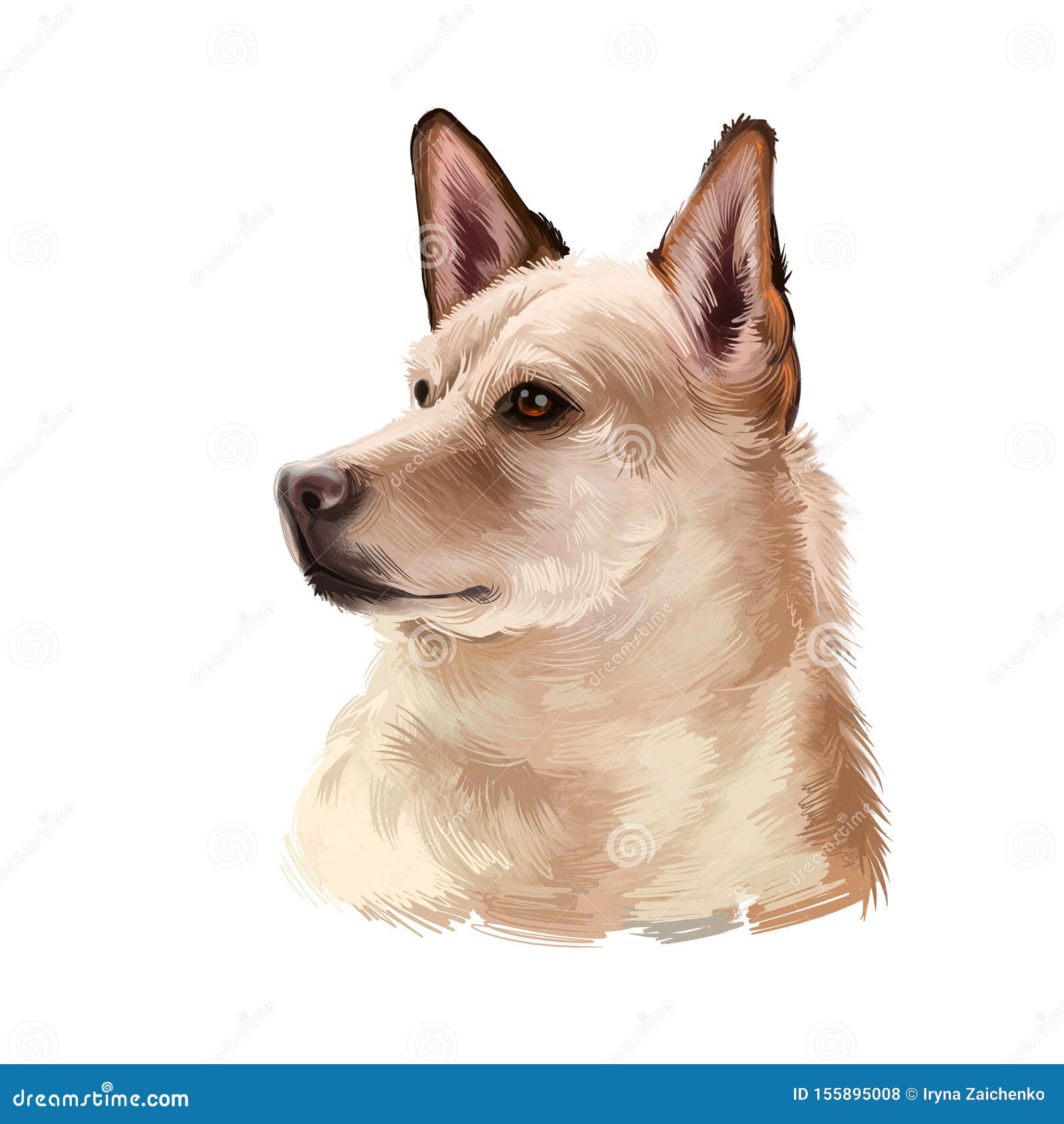 Canaan Dog Breed Isolated On White Background Digital Art Illustration Breed Of Pariah Dog Has Been In Existence In Middle East Stock Illustration Illustration Of Isolated Happy 155895008