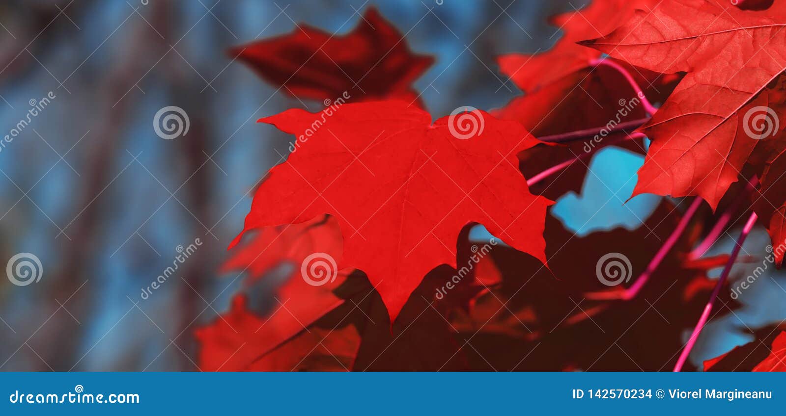 Canada Day Maple Leaves Background. Red Maple Leaves. Falling Red Leaf ...