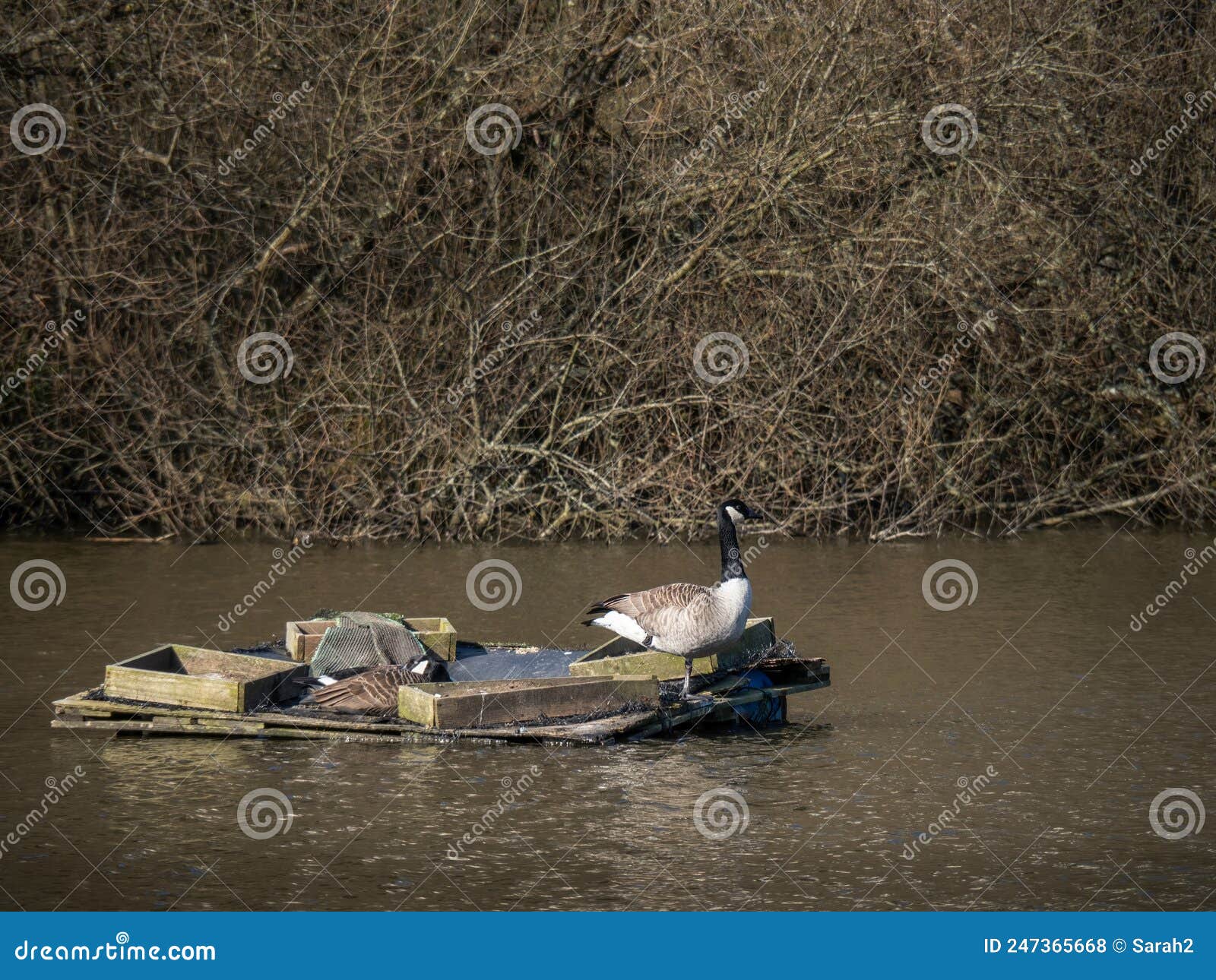 canada geese aka branta canadensis nesting on sanctuary lake in kenwith valley local nature reserve aka lnr, and