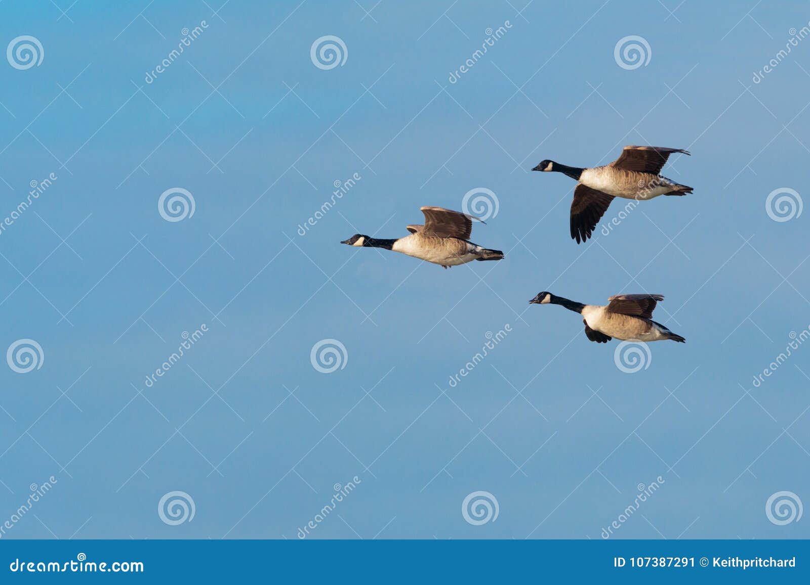 canada goose branta dorset canada goose branta dorset