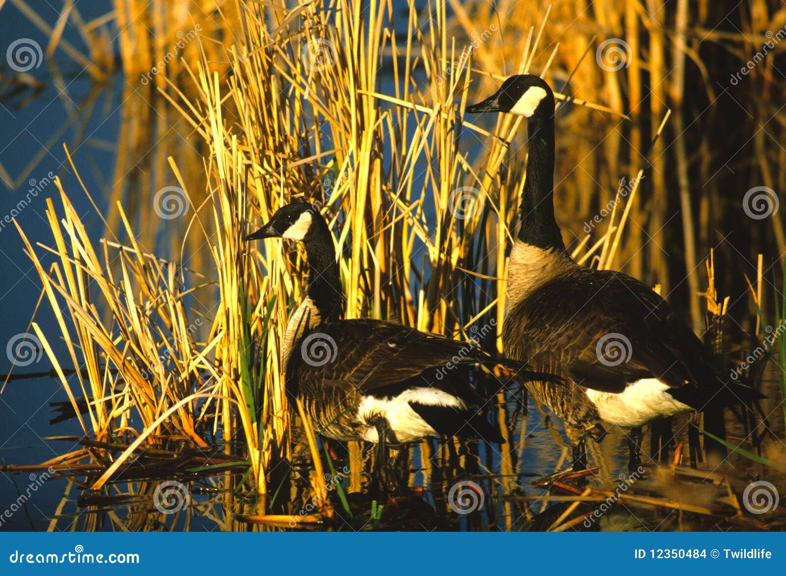 Canada Geese in Cattails stock photo. Image of bird, goose 12350484
