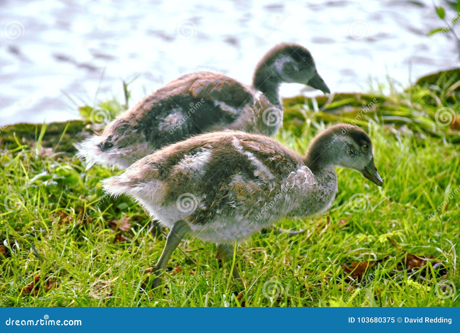 Canada Geese Chicks by the River Thames Stock Image Image of famous