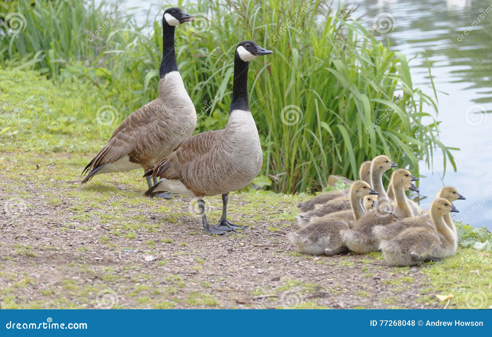 canada geese family, hertfordshire, england