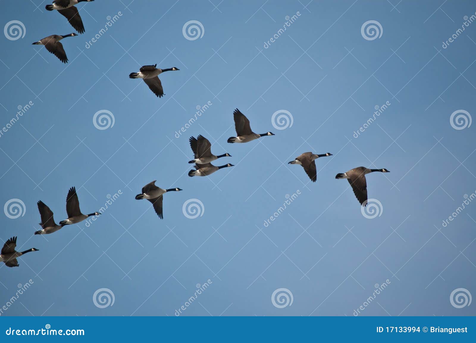 canada geese in flight