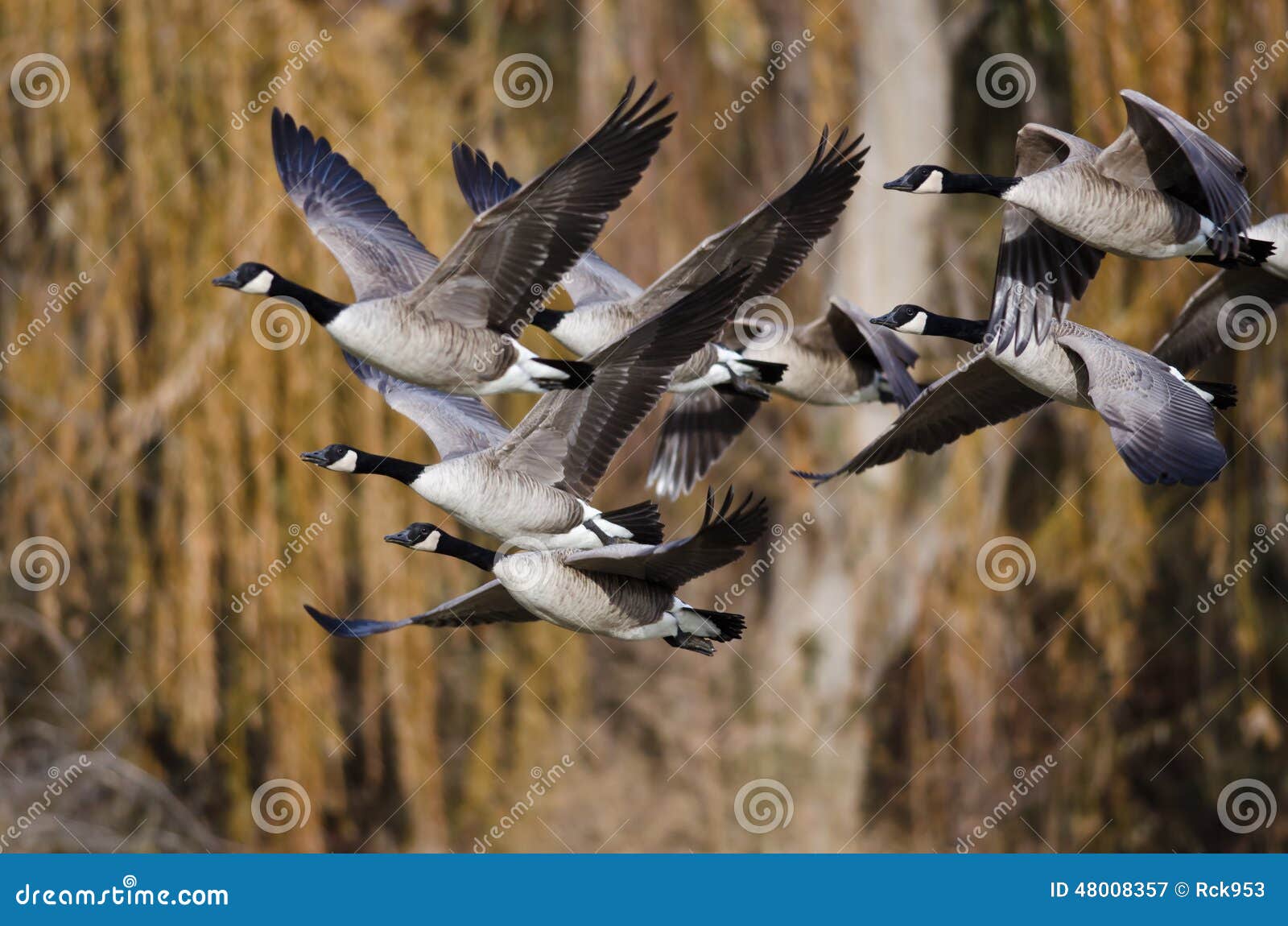 canada geese flying across the autumn woods