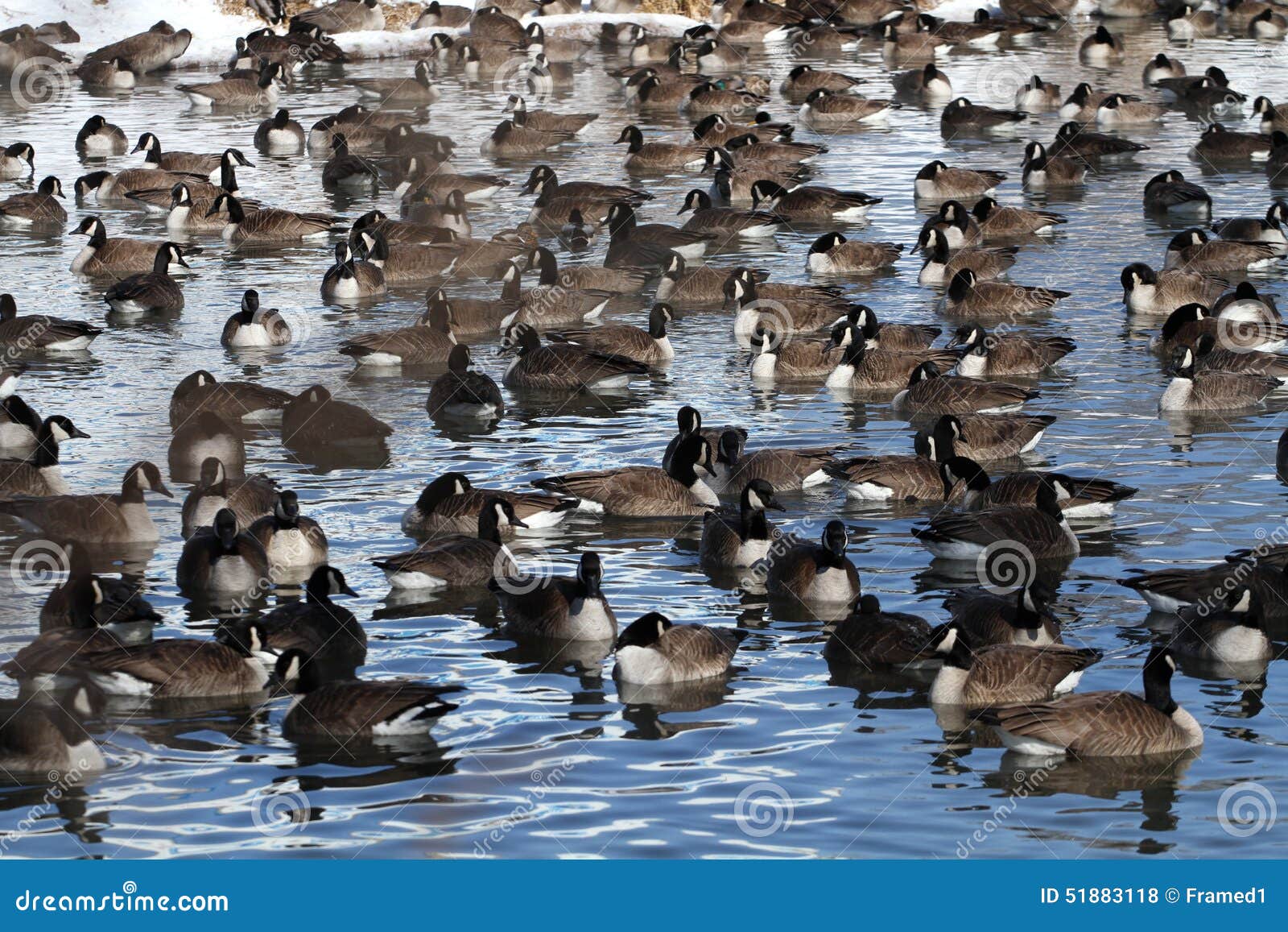 canada geese