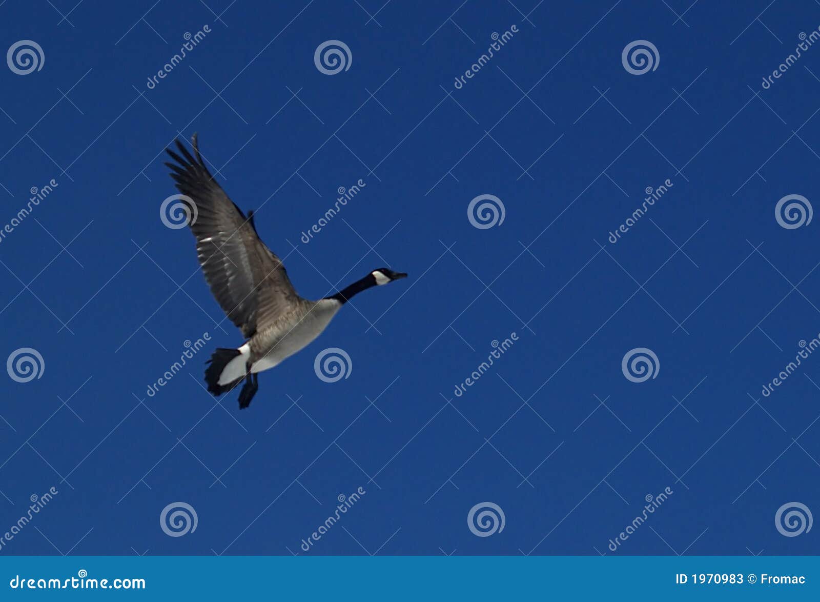 Canada Goose stock image. Image of soar, flap, bird, wing 1970983