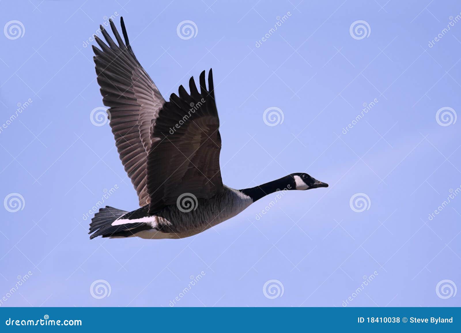 canada goose (branta canadensis) in flight