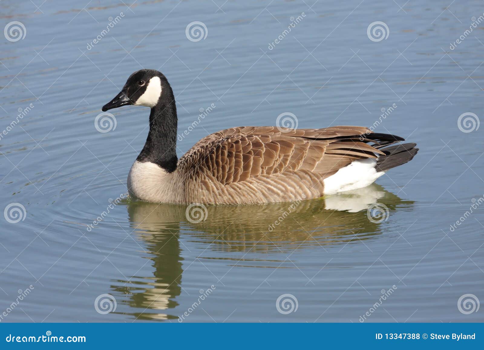 canada goose (branta canadensis) swimming