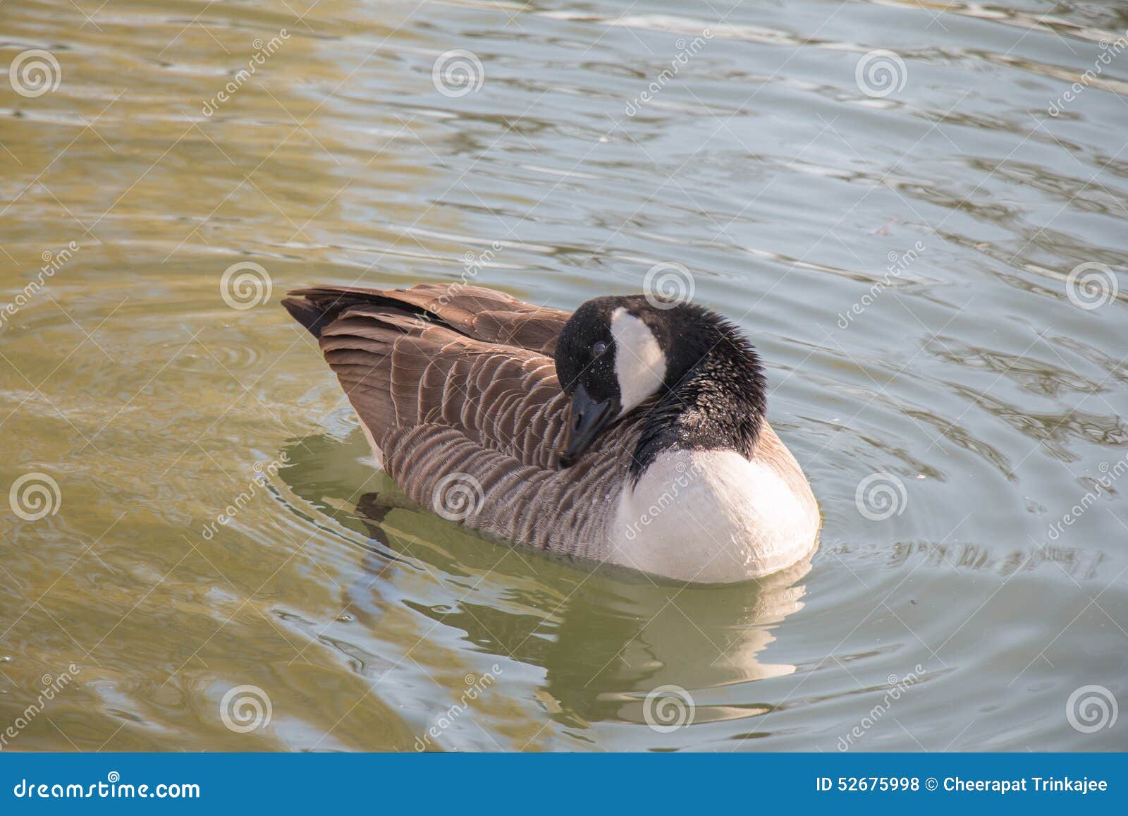 Canada Goose Cleaning Its Feather Stock Photo Image of water, flashy