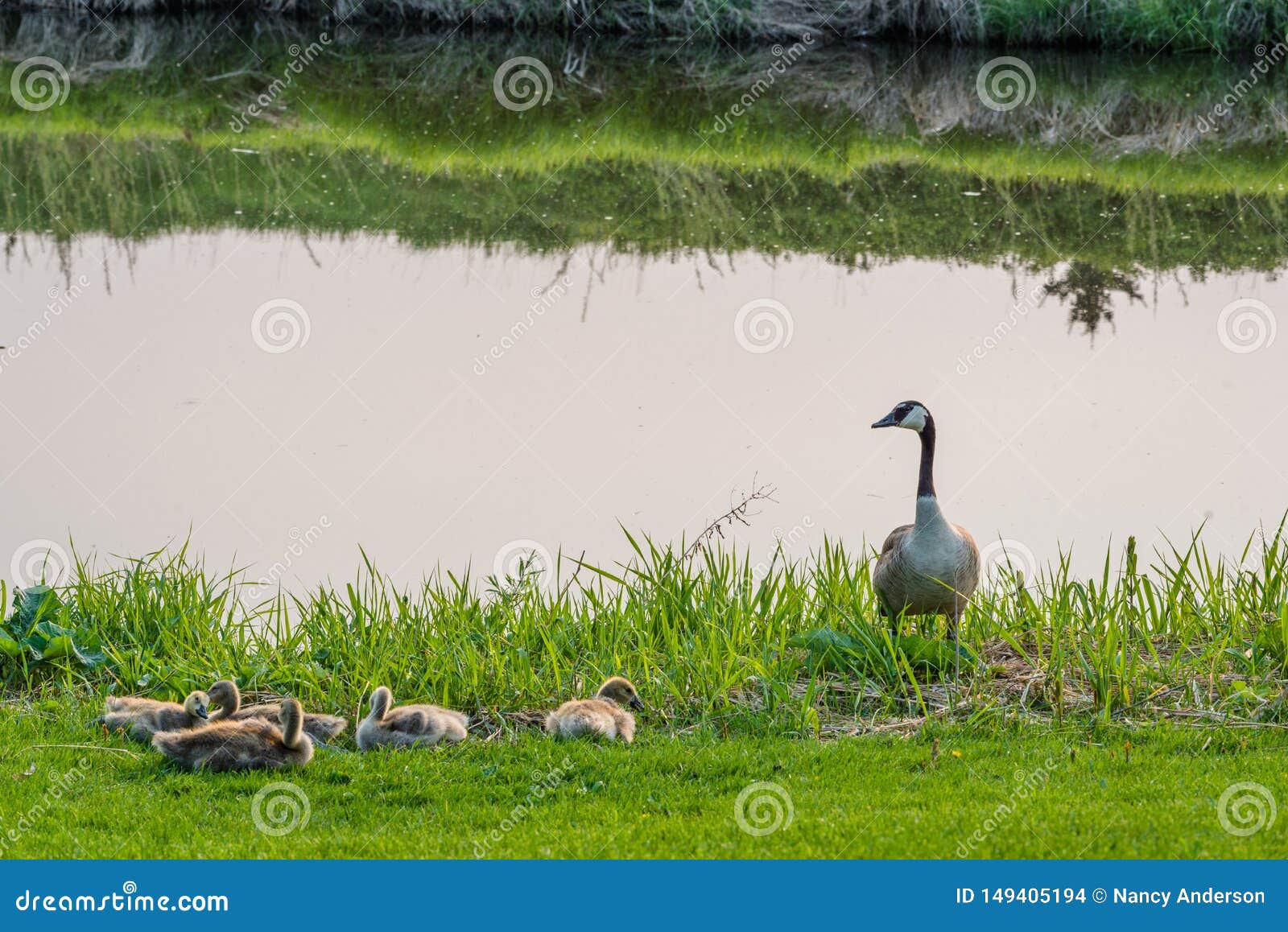 canada goose with clutch of goslings beside a creek on the elmwood golf course in swift current, sk