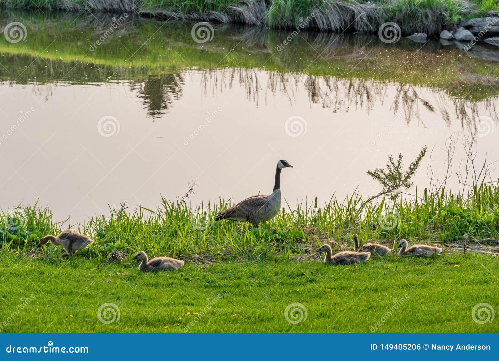 canada goose with clutch of goslings beside creek on the elmwood golf course in swift current, sk