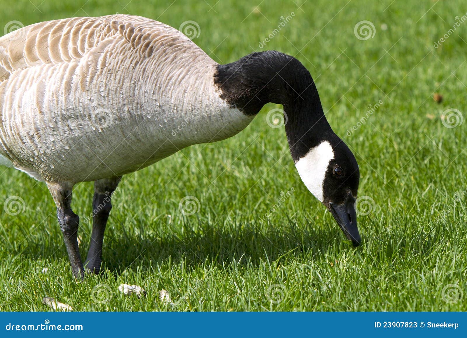 Image result for images of eating geese