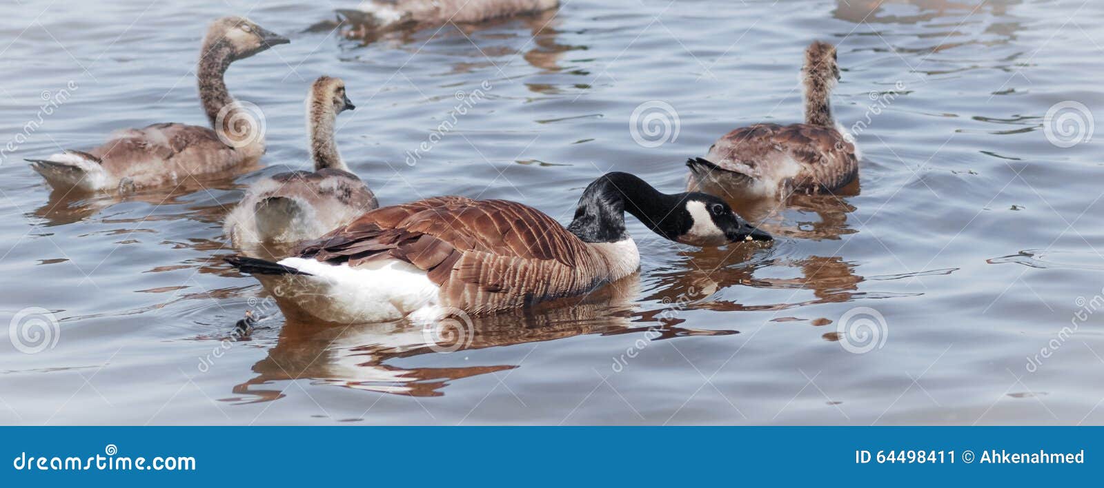 canada goose ottawa canada goose ottawa