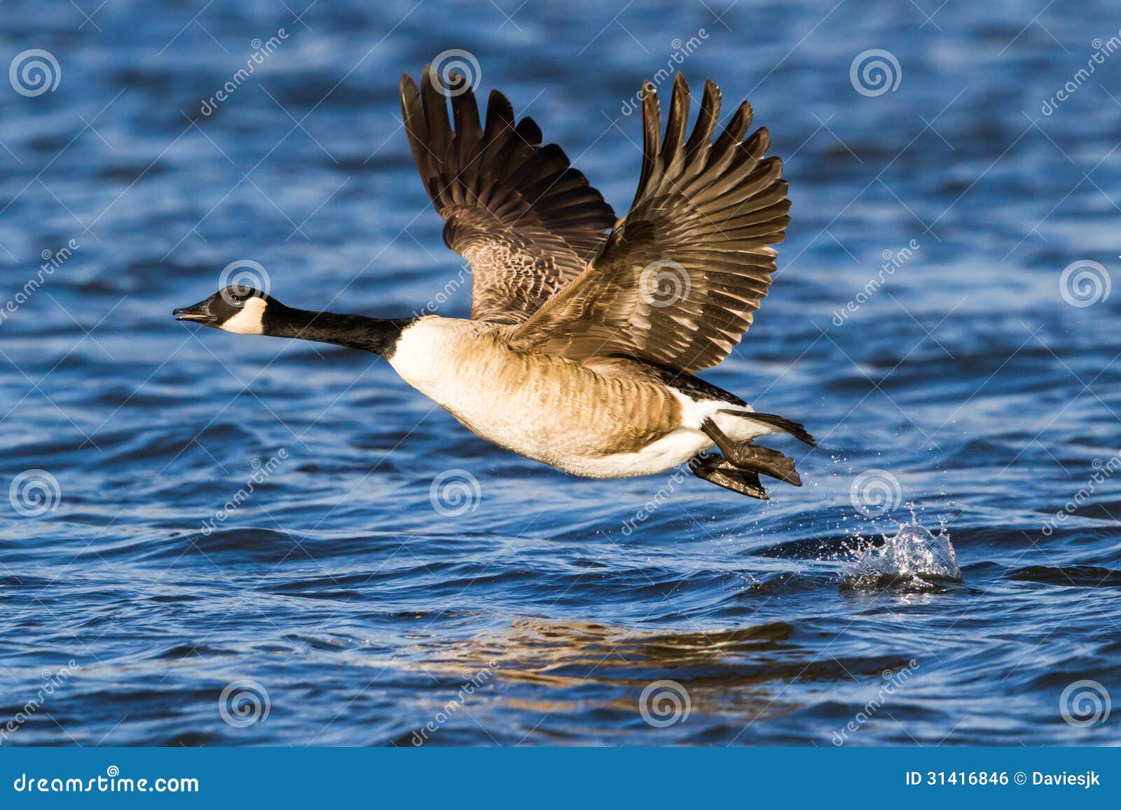 canada goose