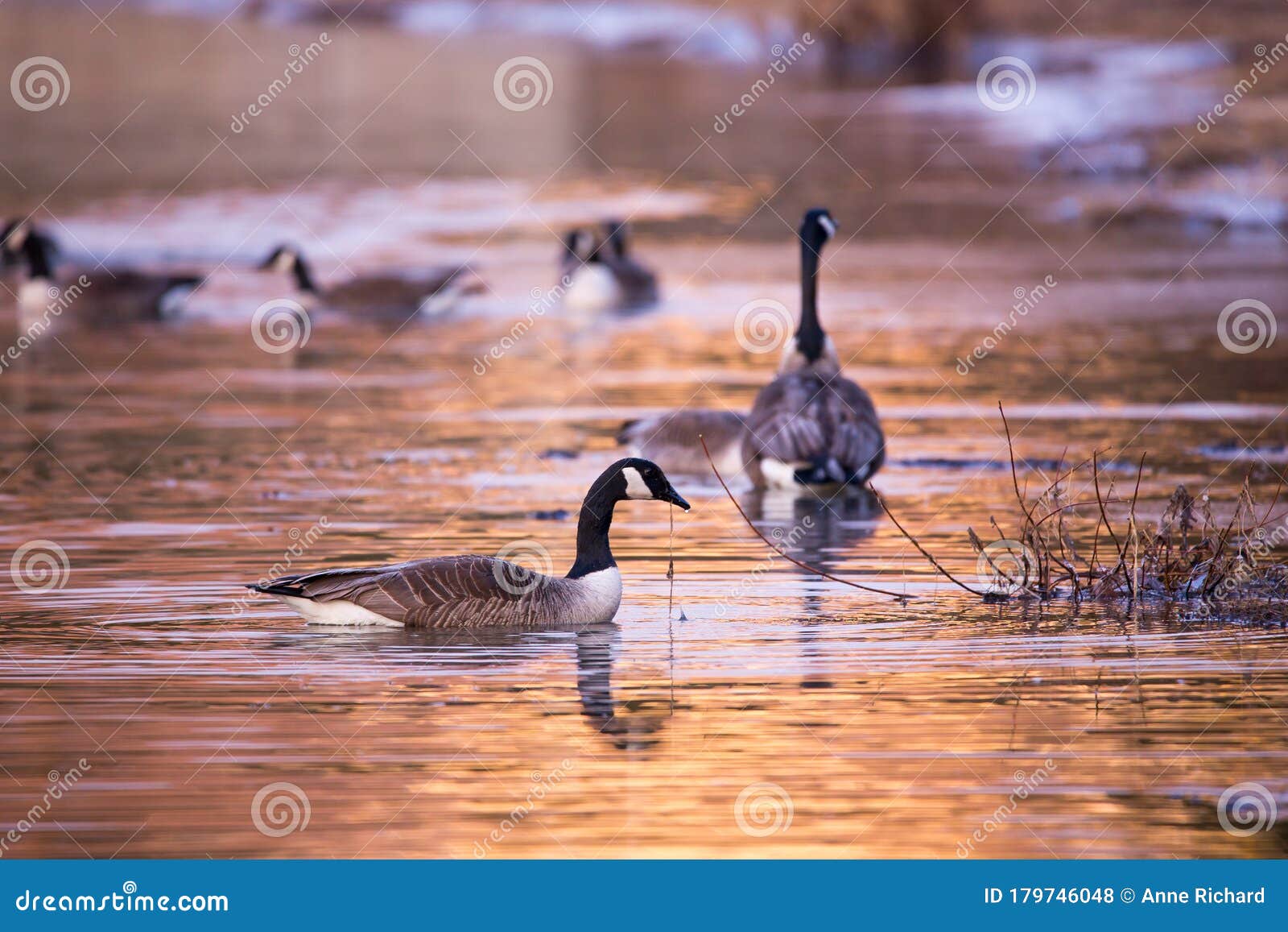 canada goose vs roots