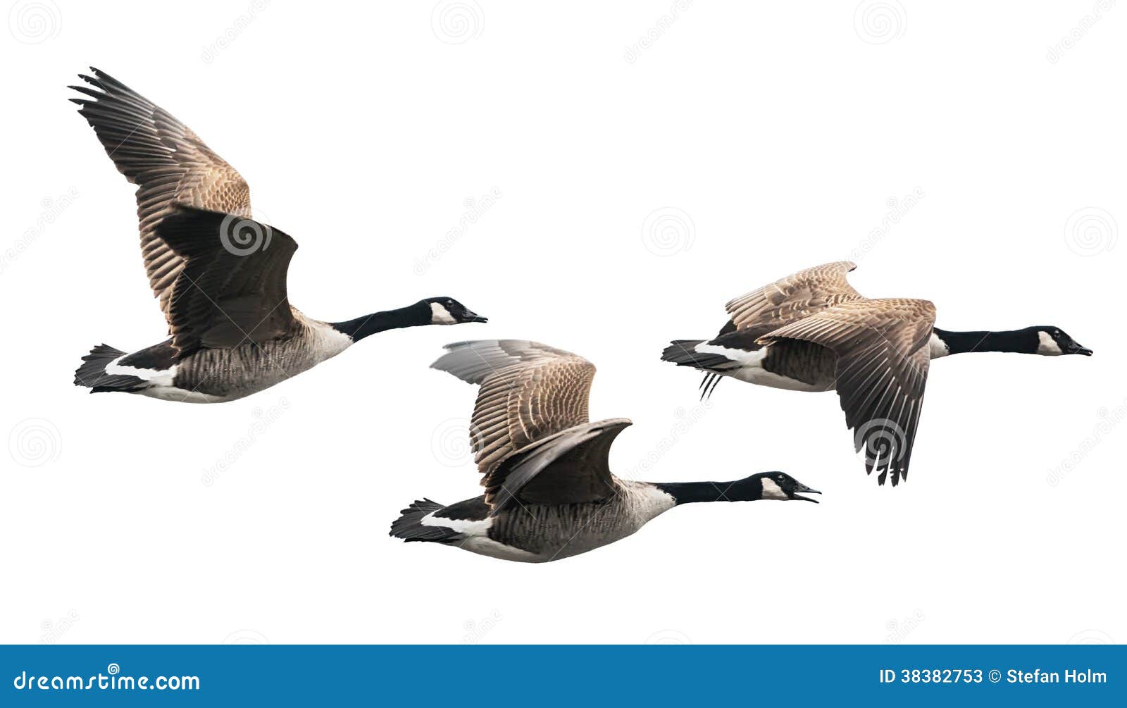 canada goose flying in group