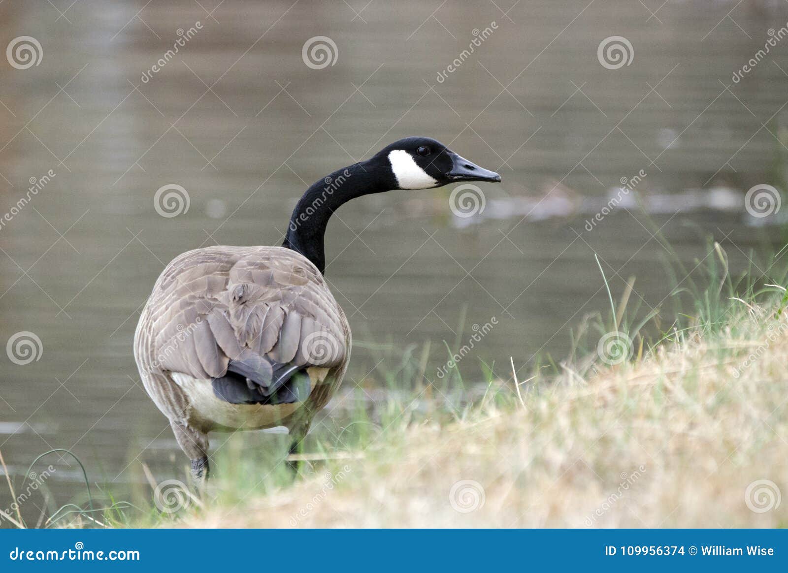 Canada Goose honking on guard on pond, Georgia, USA. Canada Goose gander or hen calling on water`s edge of small lake in rural Walton County, Georgia. The big, black-necked Canada Goose with its signature white chinstrap mark is a familiar and widespread bird of fields and parks.