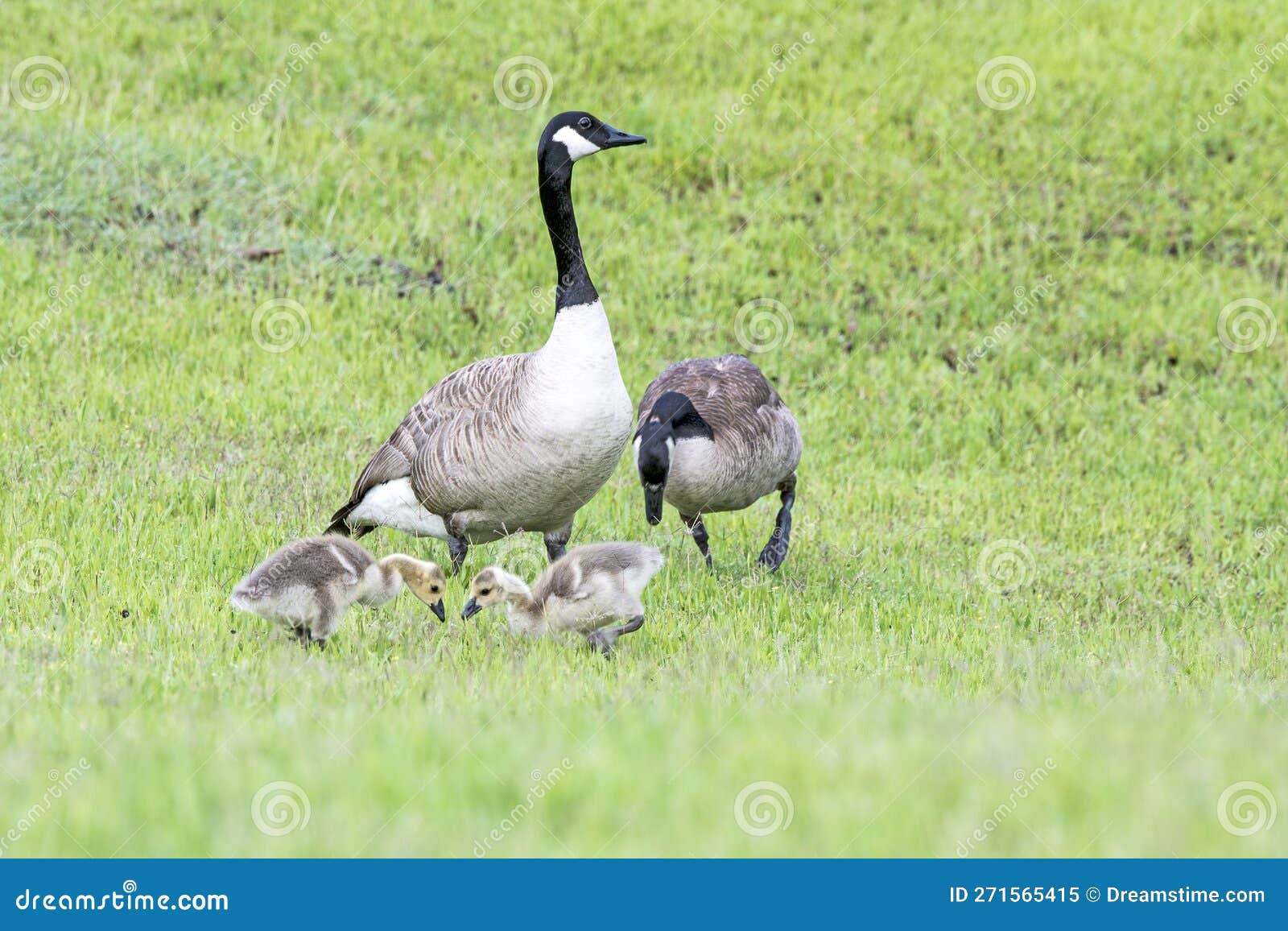 Canada Goose and Gander with Two Goslings Feeding Stock Image Image