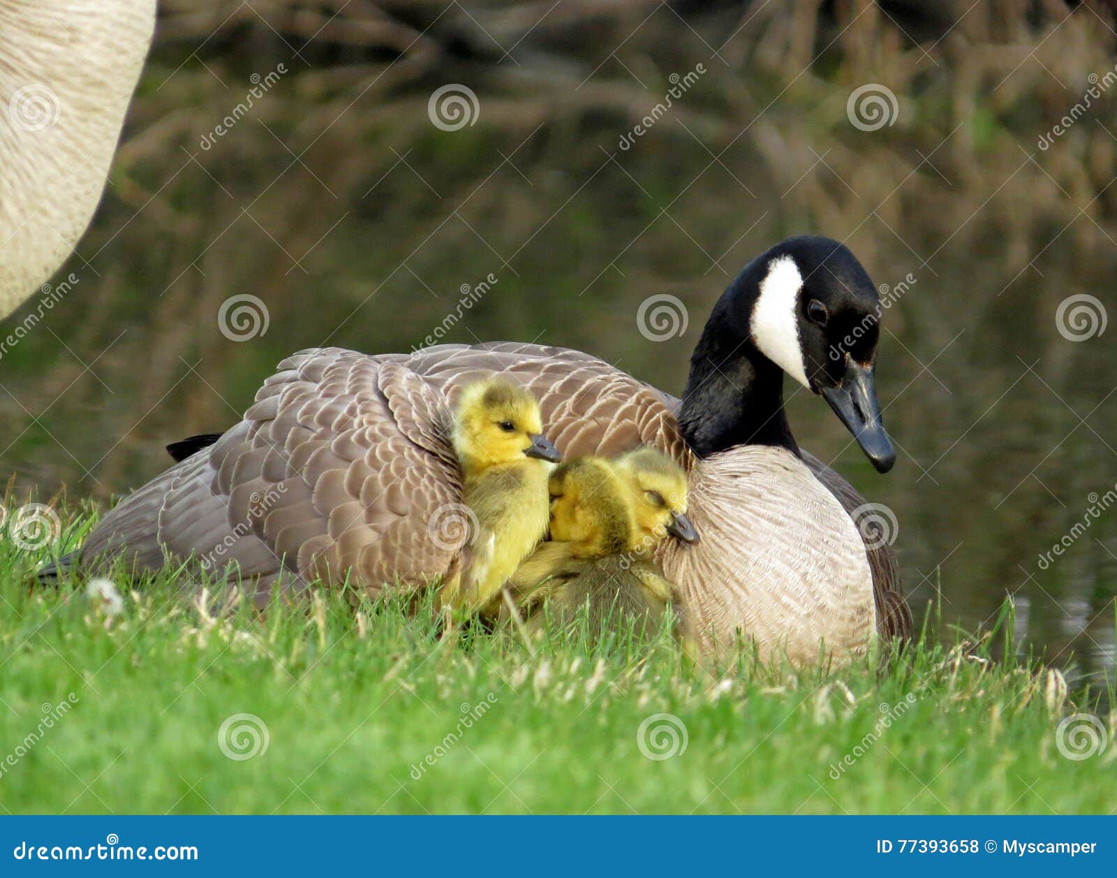 canada goose with gosling under her wing