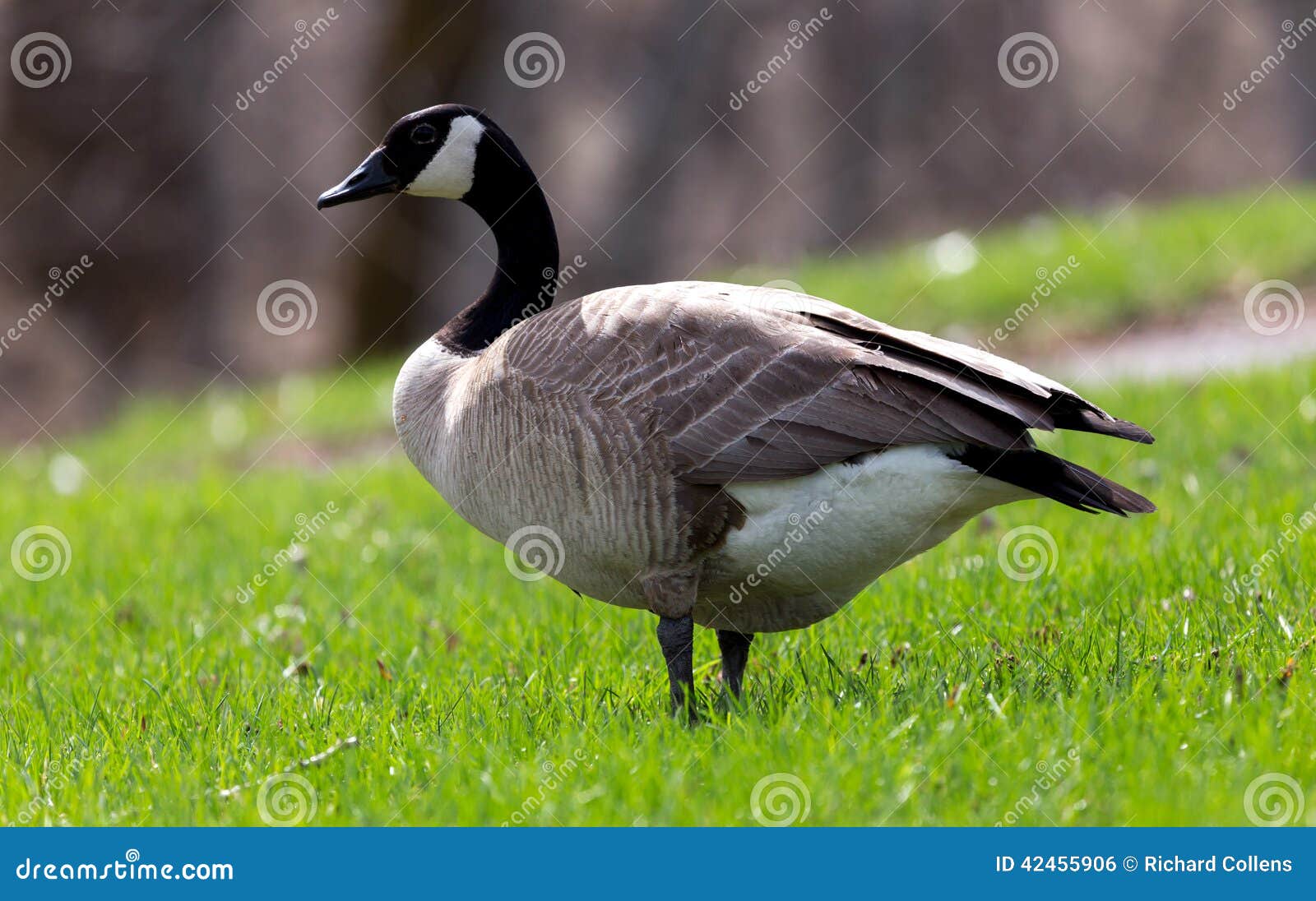 Canada Goose stock photo. Image of head, bird, wild, male 42455906