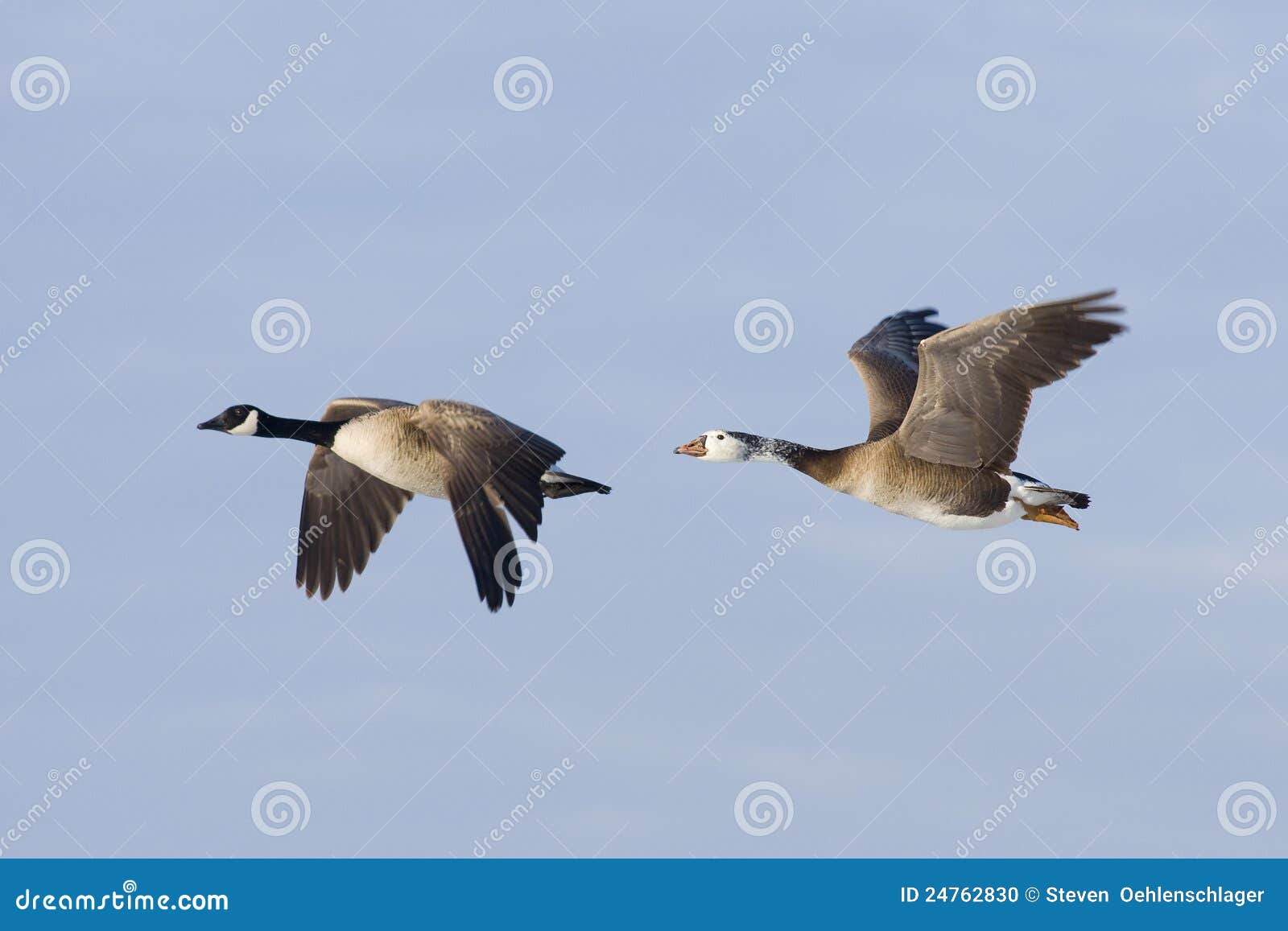 Canada Goose and Hybrid Goose Stock Photo Image of bird, canada 24762830