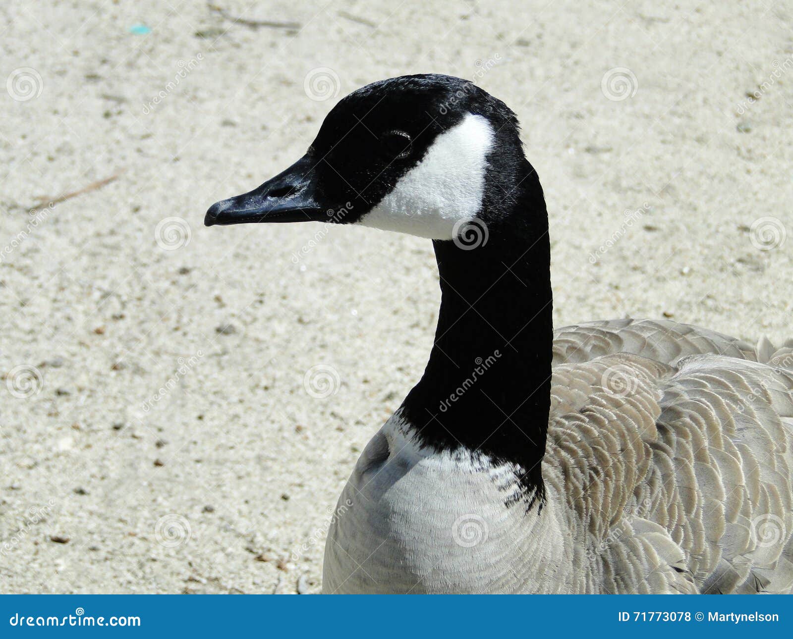 Canada Goose Idaho stock photo. Image of fowl, waterfowl 71773078
