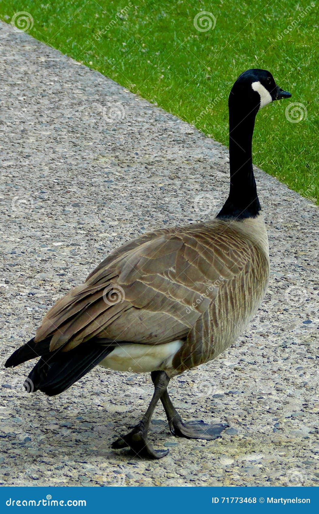 Canada Goose Idaho stock photo. Image of idaho, waterfowl 71773468