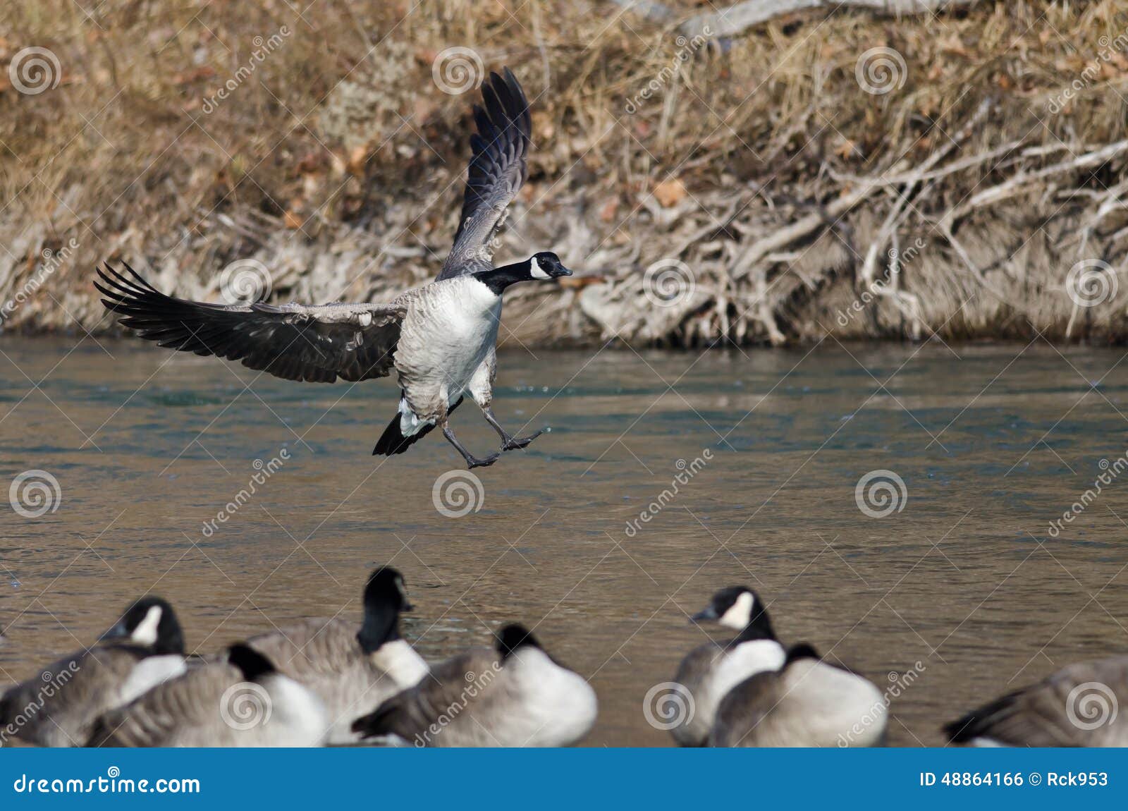 Canada Goose Landing in a Winter River Stock Photo Image of canada