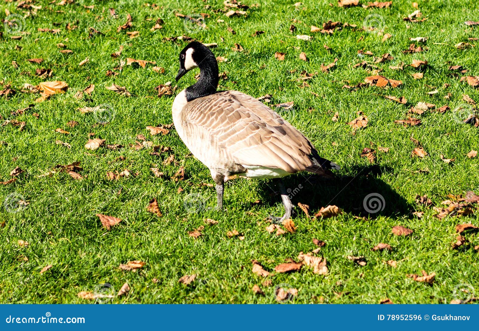 Canada goose stock photo. Image of black, wild, park 78952596