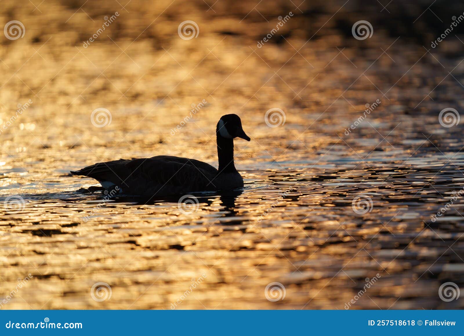 canada goose swimming in a lake