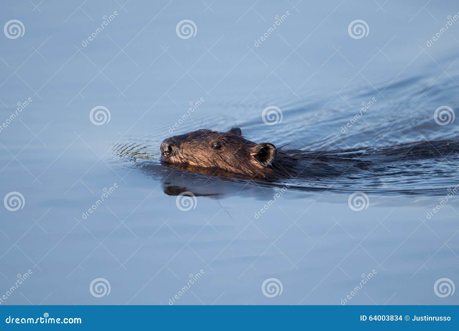 Canadian Beaver stock photo. Image of lake, swimming 64003834
