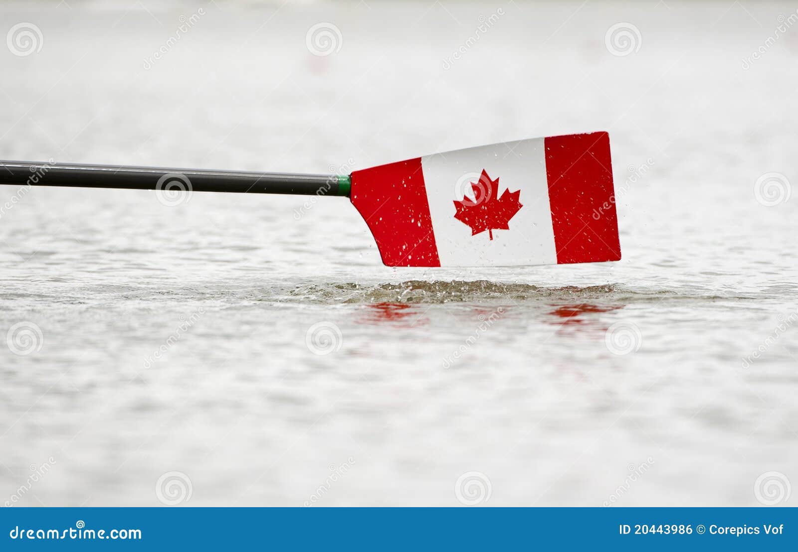 Canadian blade stock photo. Image of hovering, water 20443986