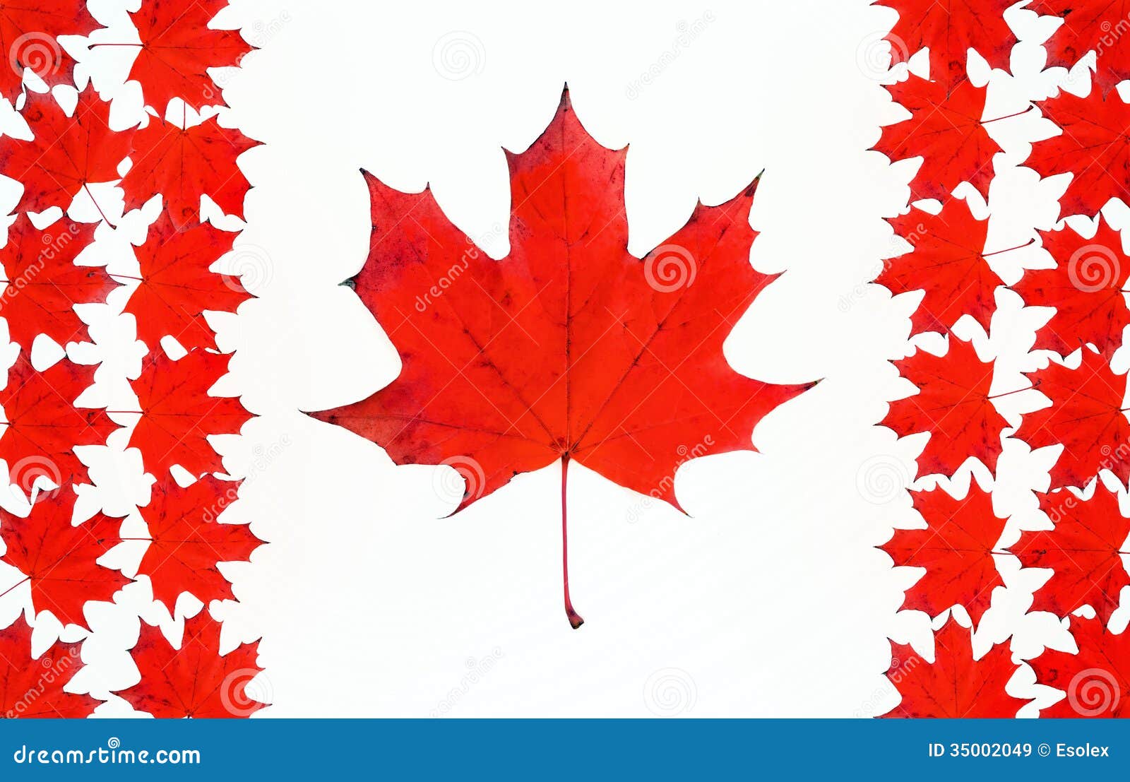 Canadian Flag Made from Maple Red Leaves. Stock Image Image of