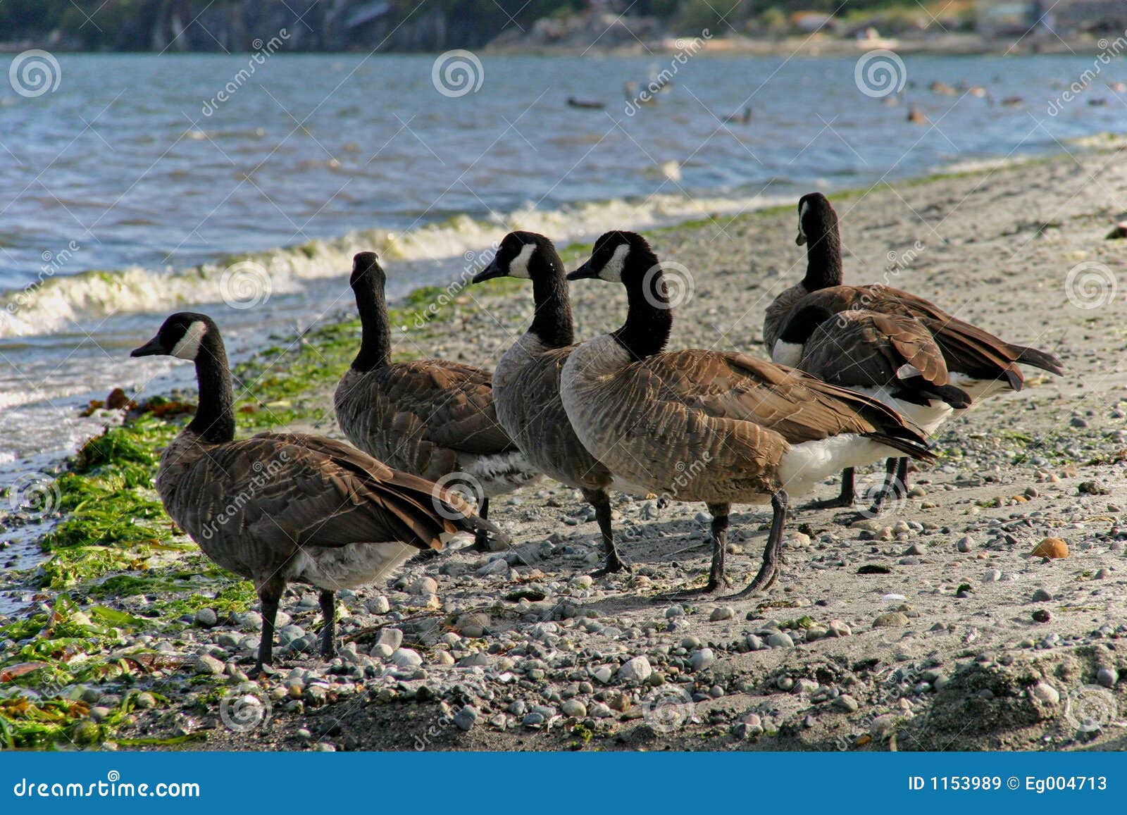 Canadian geese stock image. Image of endangered, green 1153989