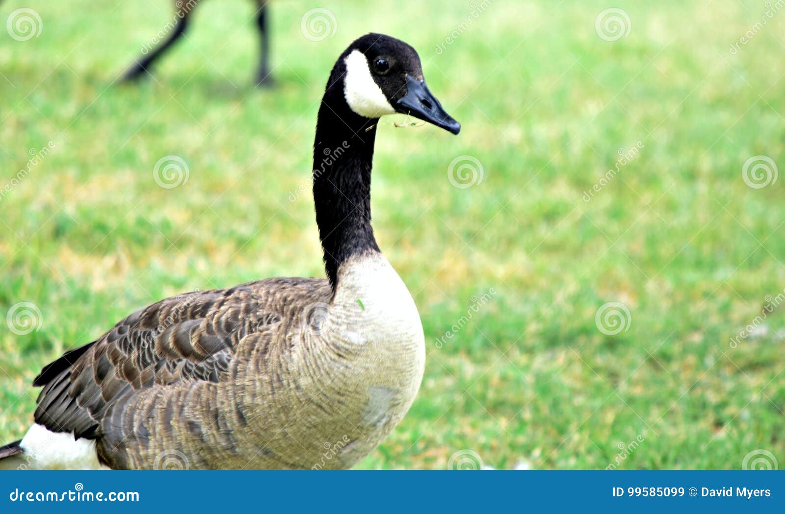 canadian geese