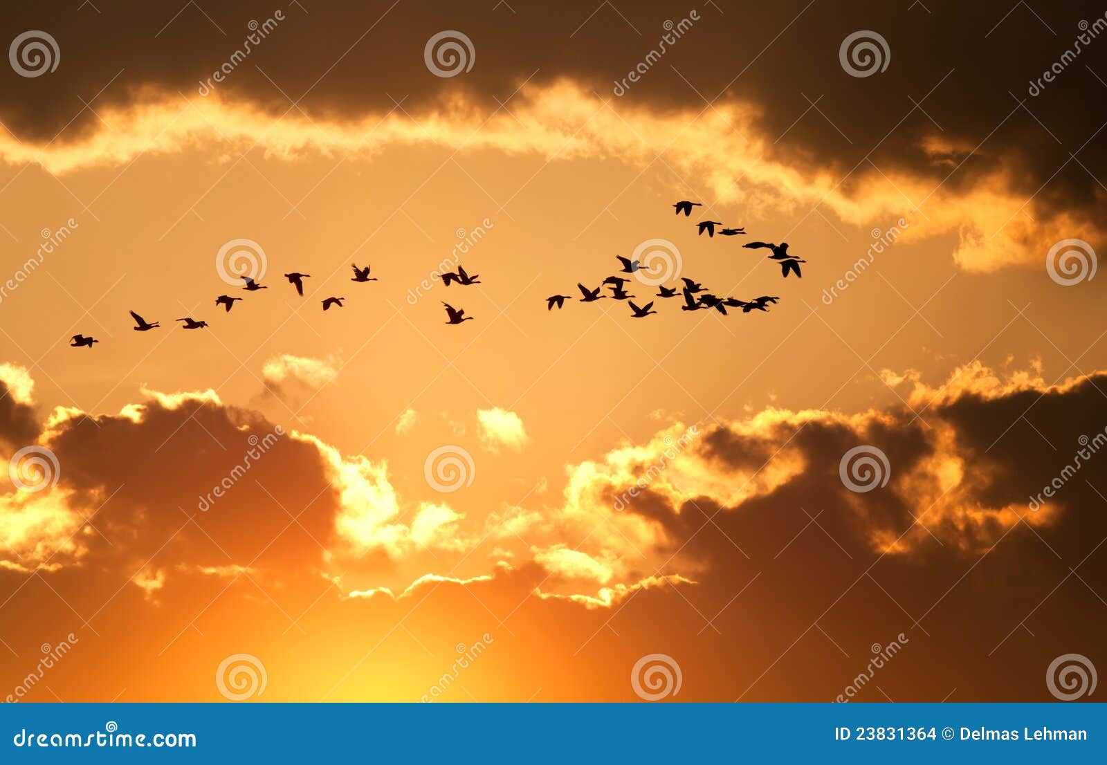 canadian geese fly at sunset