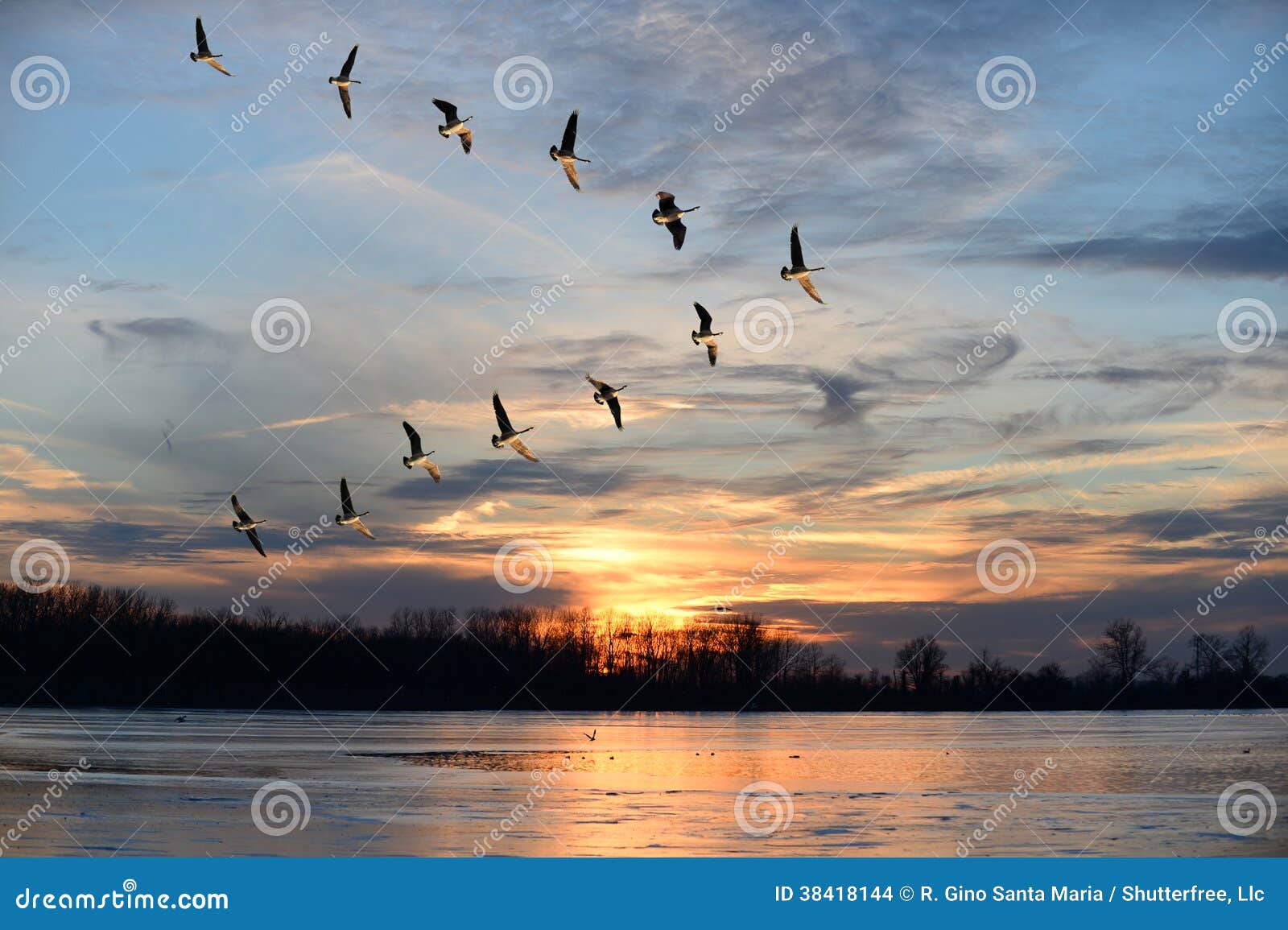 canadian geese flying in v formation